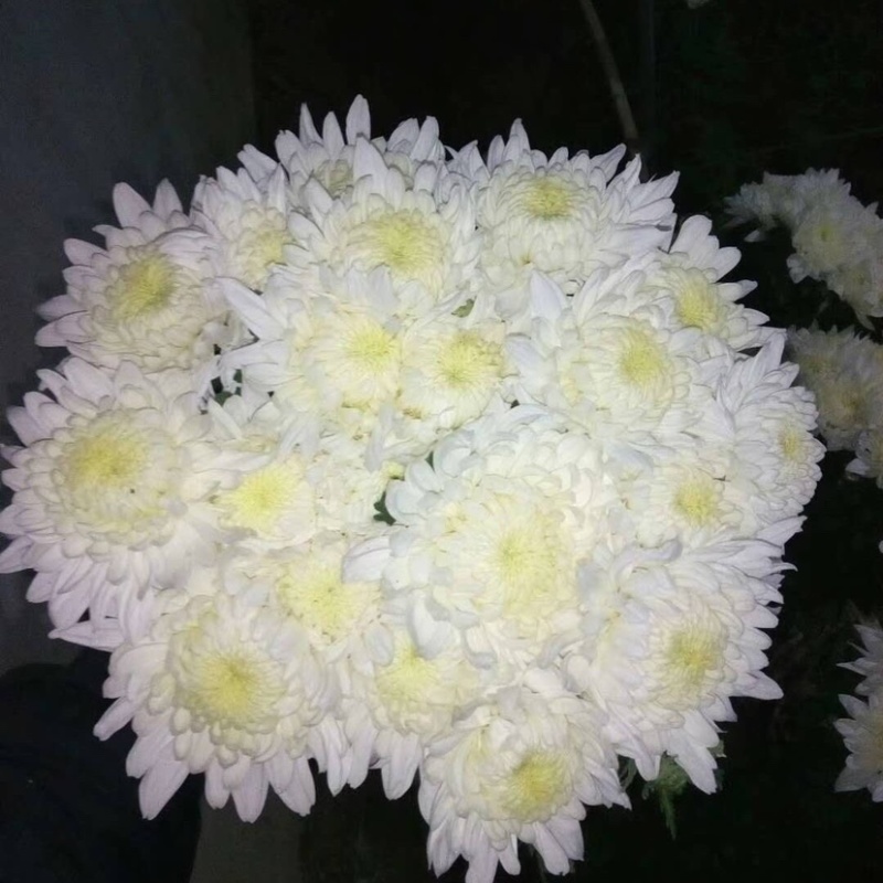 鲜花基地现采现发黄菊白菊新鲜花苞大叶幽香白扇花束插花