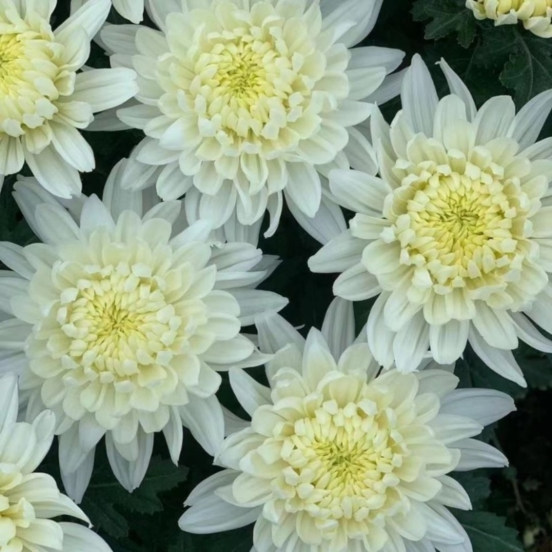 鲜花基地现采现发黄菊白菊新鲜花苞大叶幽香白扇花束插花
