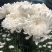 鲜花基地现采现发黄菊白菊新鲜花苞大叶幽香白扇花束插花
