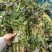 白哈密红薯苗、白哈密地瓜苗、白蜜薯苗、白哈密大田苗