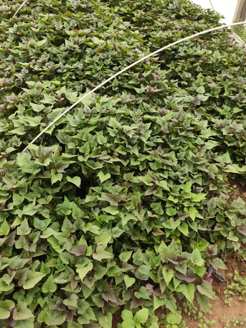 白哈密红薯苗、白哈密地瓜苗、白蜜薯苗、白哈密大田苗
