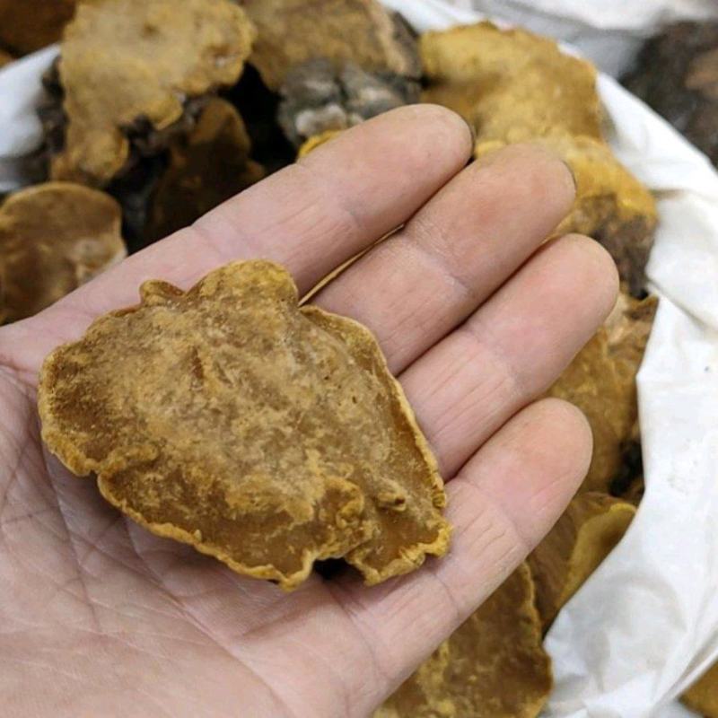 桑黄野生培植一手货源西藏东北发货批发