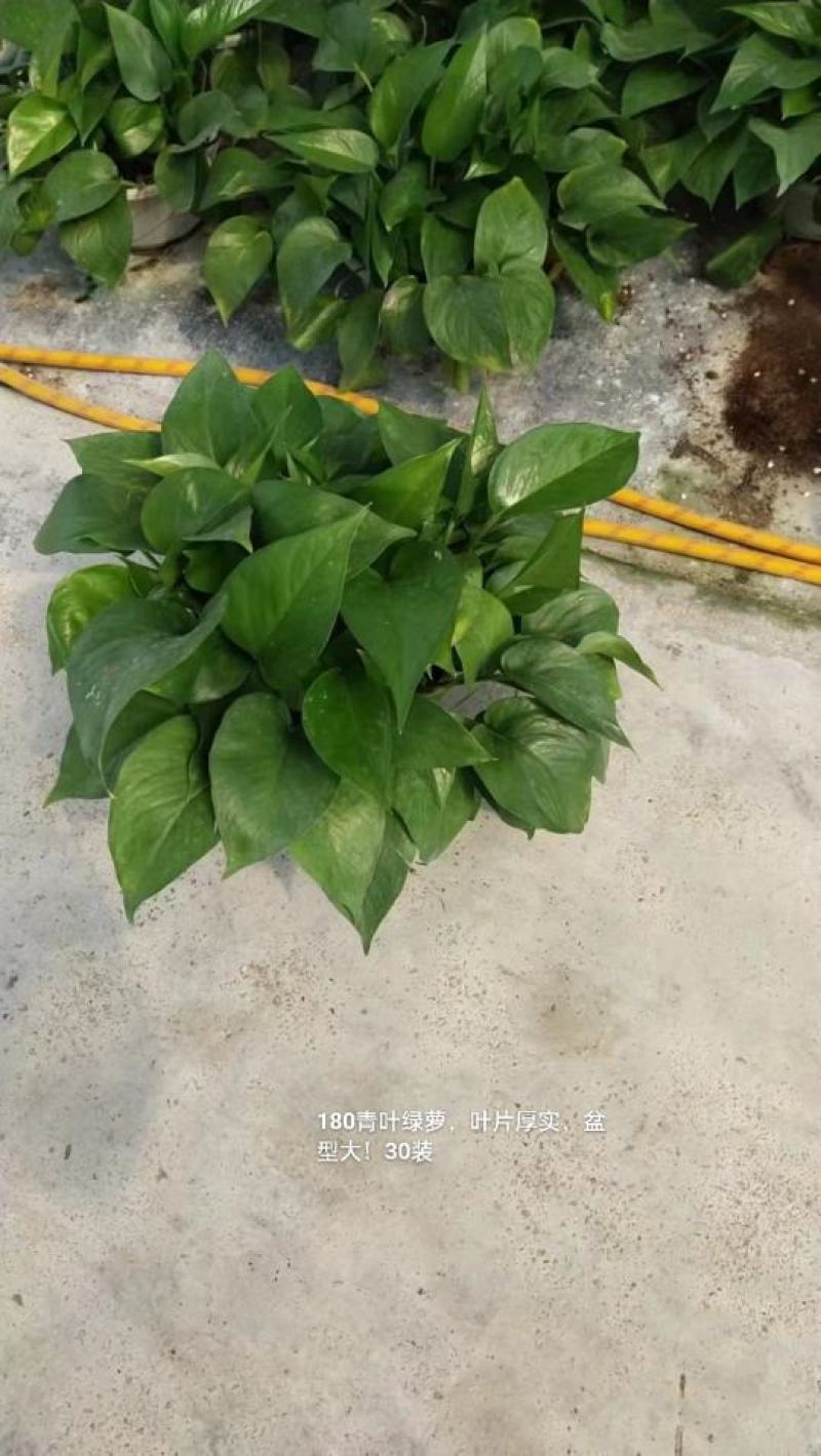 180青叶绿萝叶片厚实盆型大一箱30盆6元一盆实物实拍图