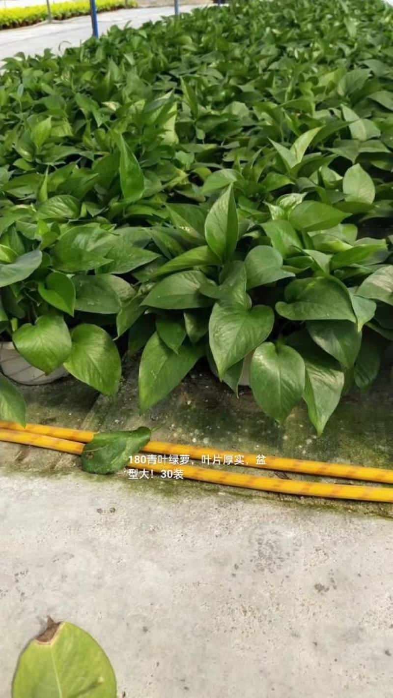 180青叶绿萝叶片厚实盆型大一箱30盆6元一盆实物实拍图