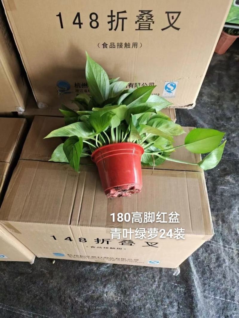180高脚红盆青叶绿萝一箱24盆，6.3元一盆实物实拍图