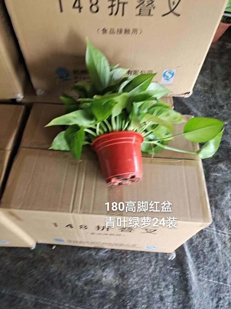 180高脚红盆青叶绿萝一箱24盆，6.3元一盆实物实拍图