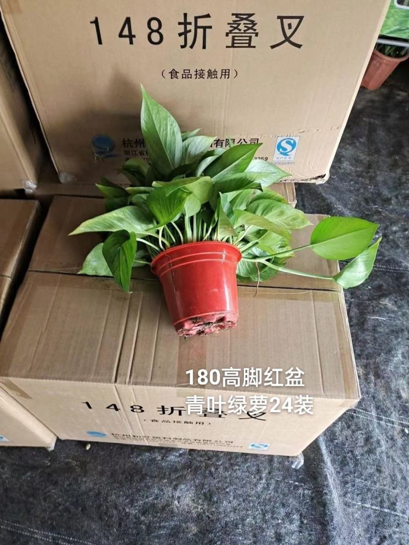 180高脚红盆青叶绿萝一箱24盆，6.3元一盆实物实拍图