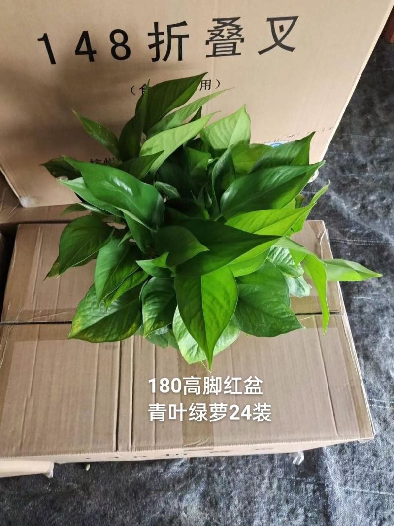 180高脚红盆青叶绿萝一箱24盆，6.3元一盆实物实拍图