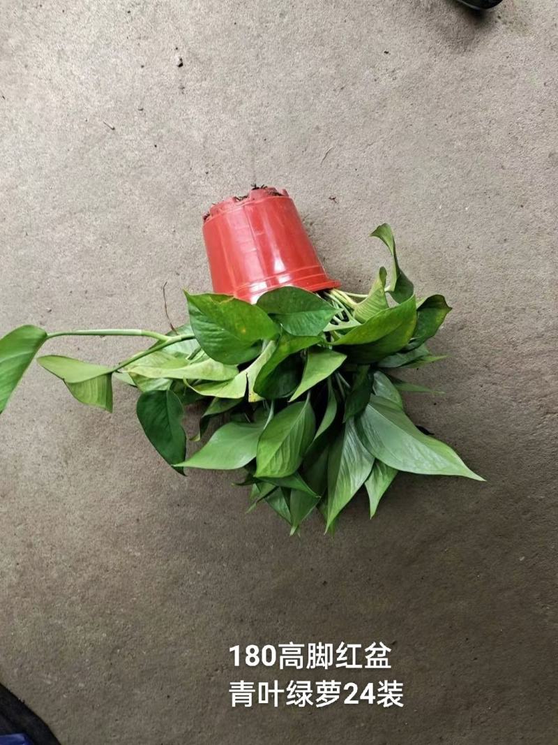 180高脚红盆青叶绿萝一箱24盆，6.3元一盆实物实拍图