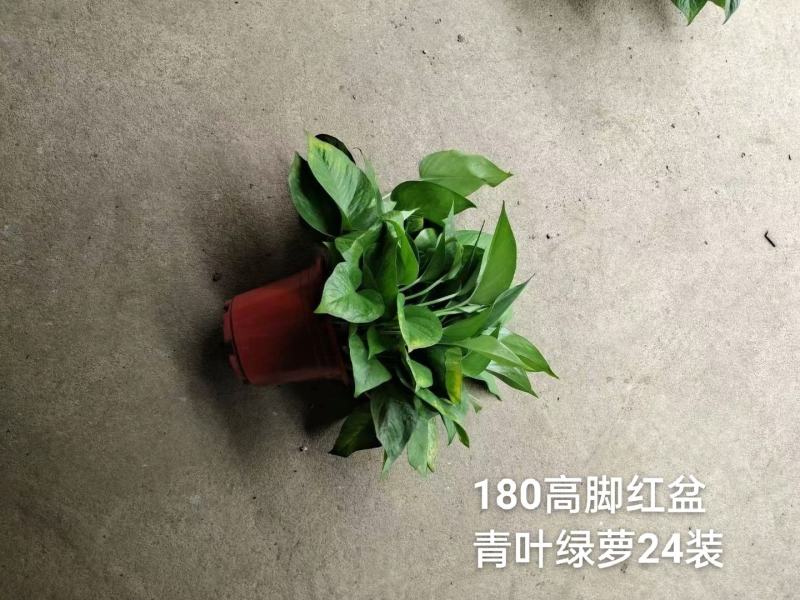 180高脚红盆青叶绿萝一箱24盆，6.3元一盆实物实拍图