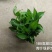 180高脚红盆青叶绿萝一箱24盆,6.3元一盆实物实拍图