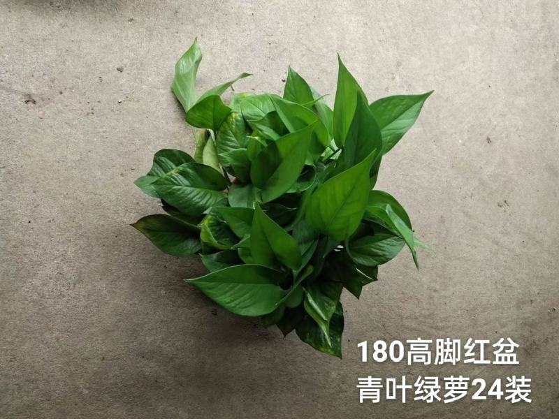 180高脚红盆青叶绿萝一箱24盆，6.3元一盆实物实拍图