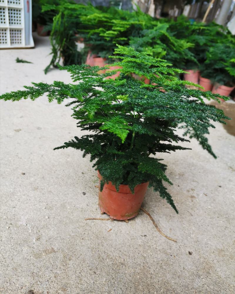 基地绿植文竹，花卉盆栽盆景，净化办公室家里空气，不含运费
