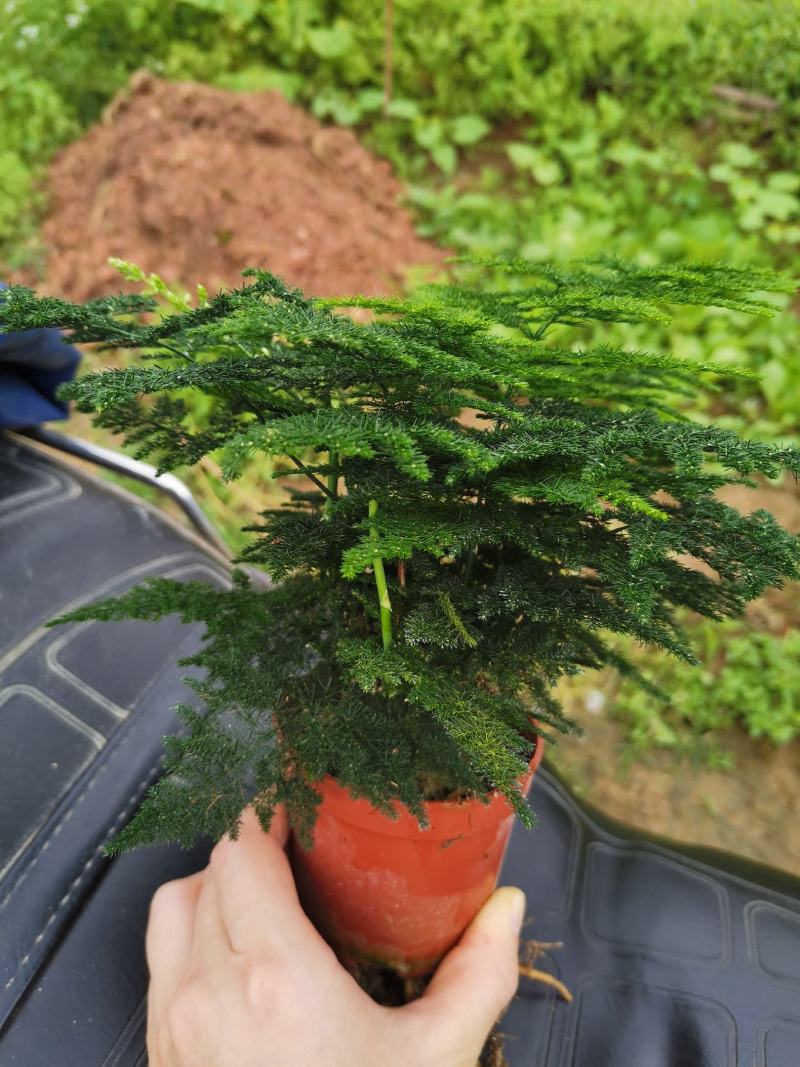基地绿植文竹，花卉盆栽盆景，净化办公室家里空气，不含运费