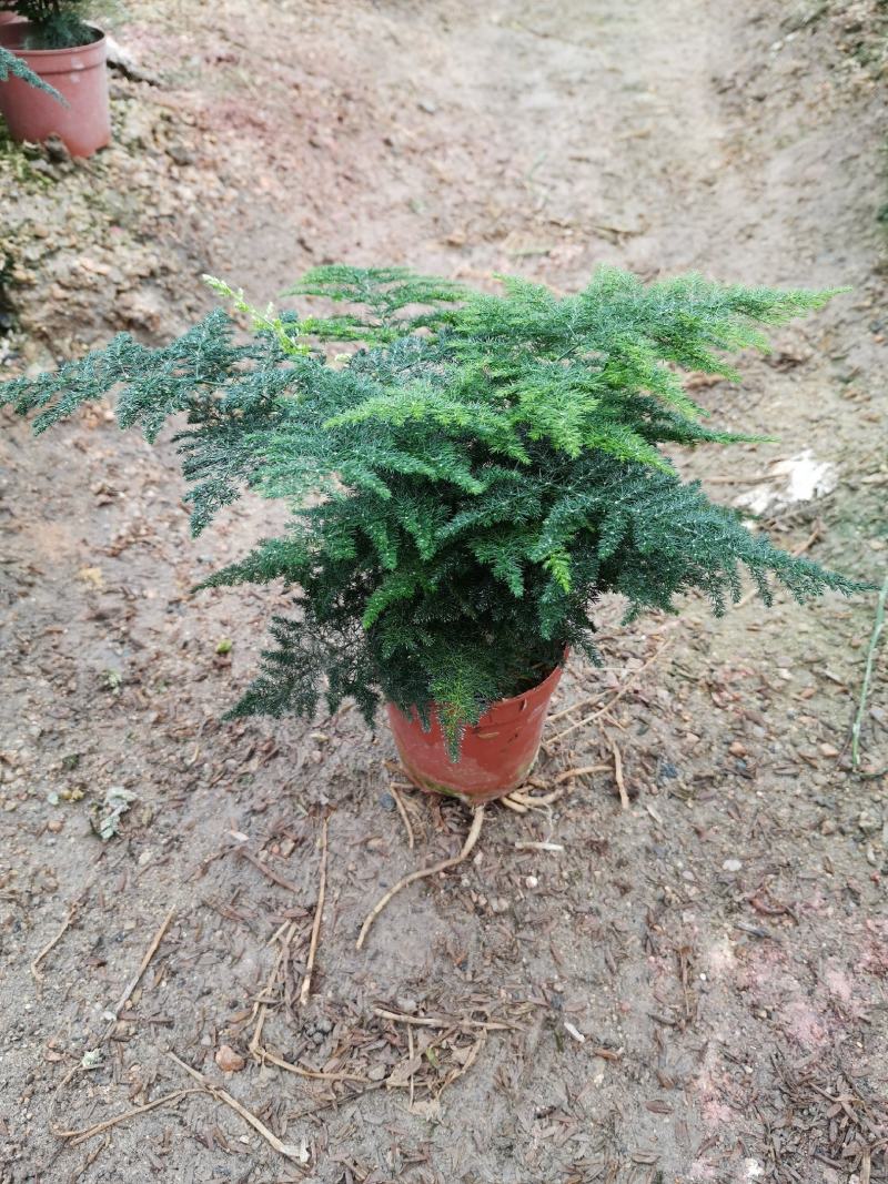 基地绿植文竹，花卉盆栽盆景，净化办公室家里空气，不含运费