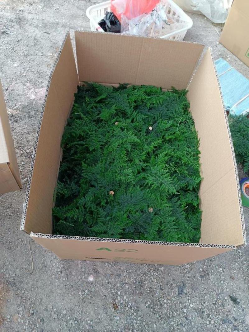 基地绿植文竹，花卉盆栽盆景，净化办公室家里空气，不含运费