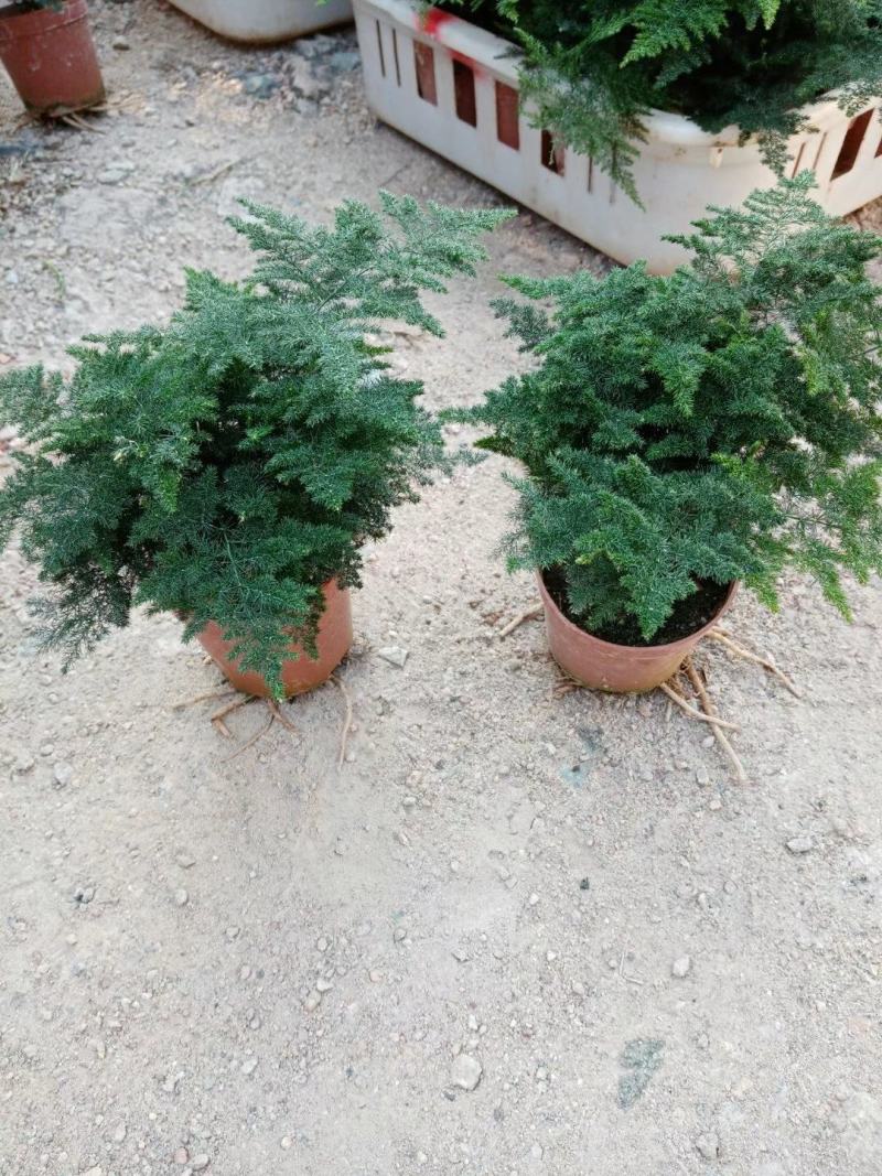基地绿植文竹，花卉盆栽盆景，净化办公室家里空气，不含运费