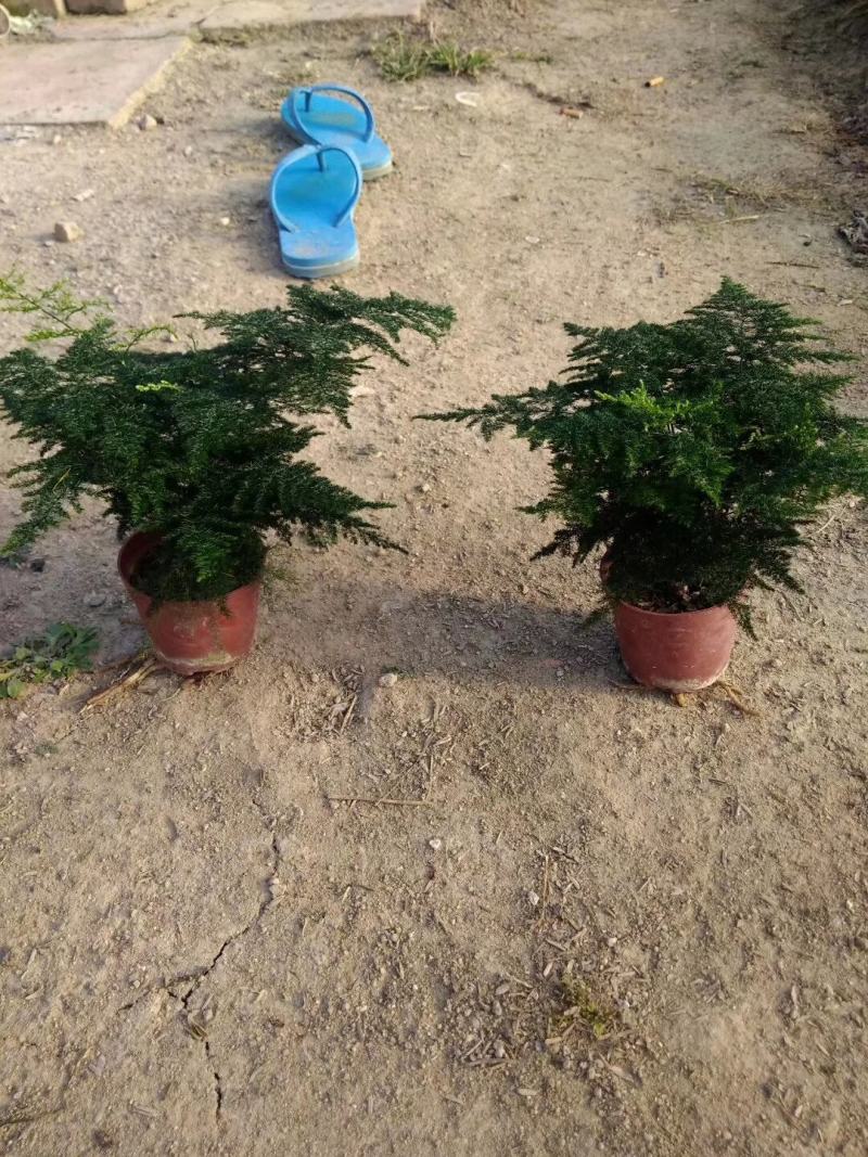 基地绿植文竹，花卉盆栽盆景，净化办公室家里空气，不含运费