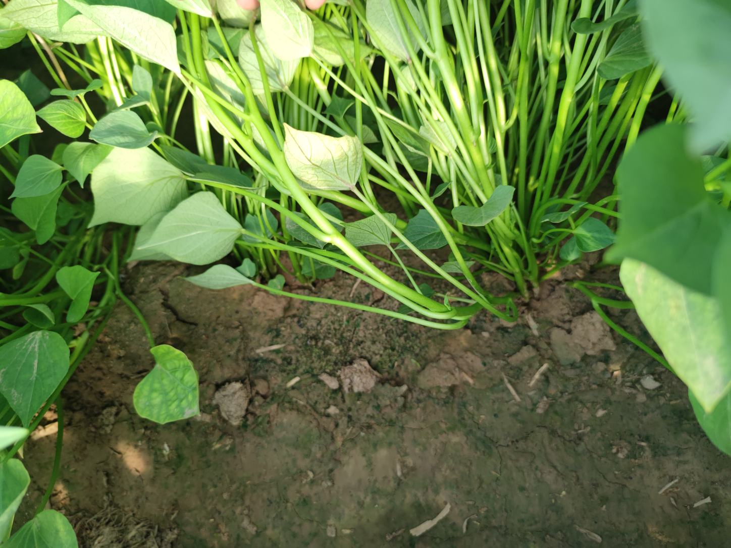 西瓜红地瓜苗展示图