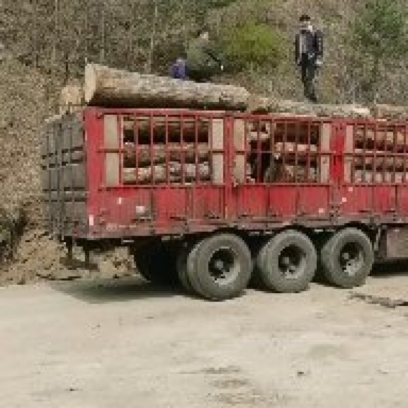精品杨树原木