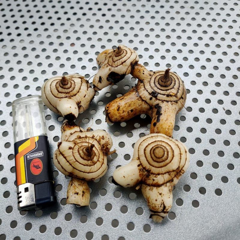 鲜白芨，联系