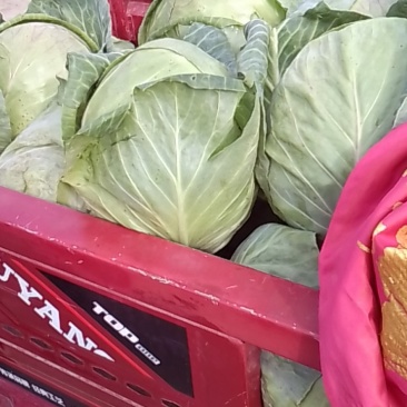 蔬菜！甘蓝！今天天气晴