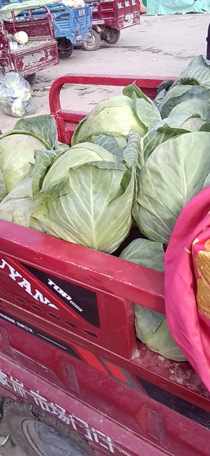 蔬菜！甘蓝！今天天气晴