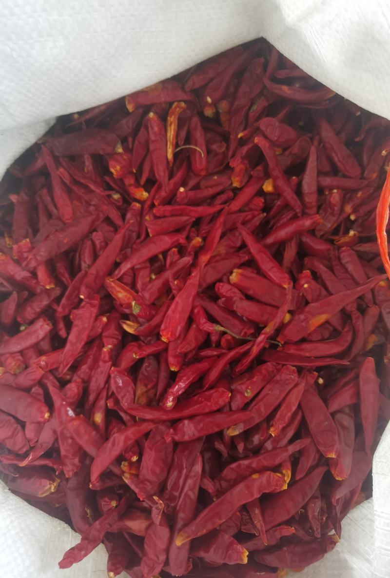 山东特产三英椒，高辣829干度质量精品货
