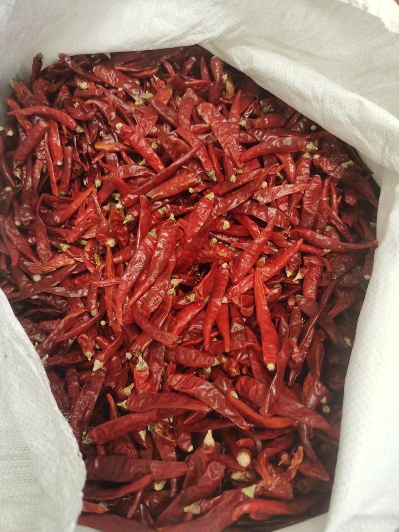 山东特产三英椒，高辣829干度质量精品货