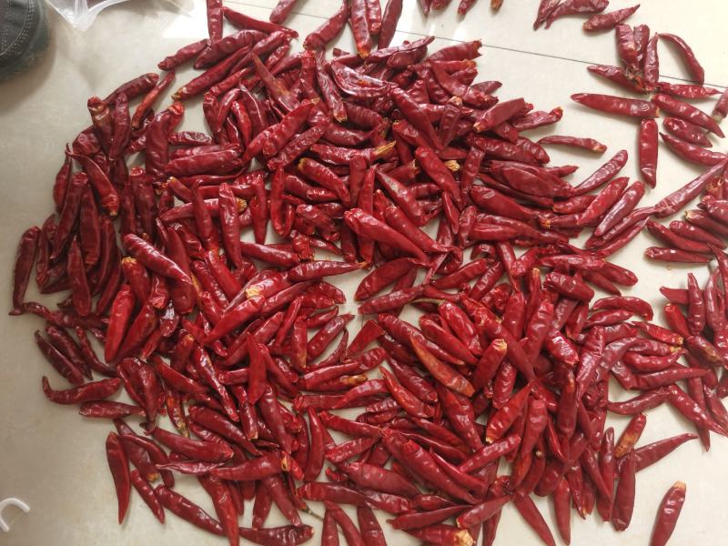 山东特产三英椒，高辣829干度质量精品货