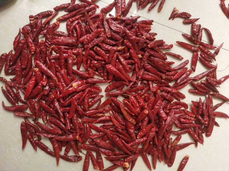 山东特产三英椒，高辣829干度质量精品货