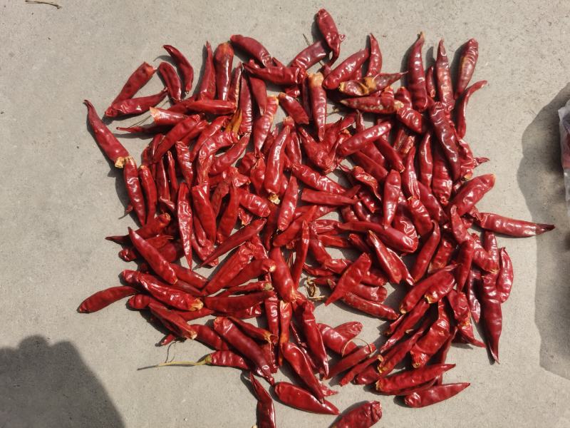 山东特产三英椒，高辣829干度质量精品货
