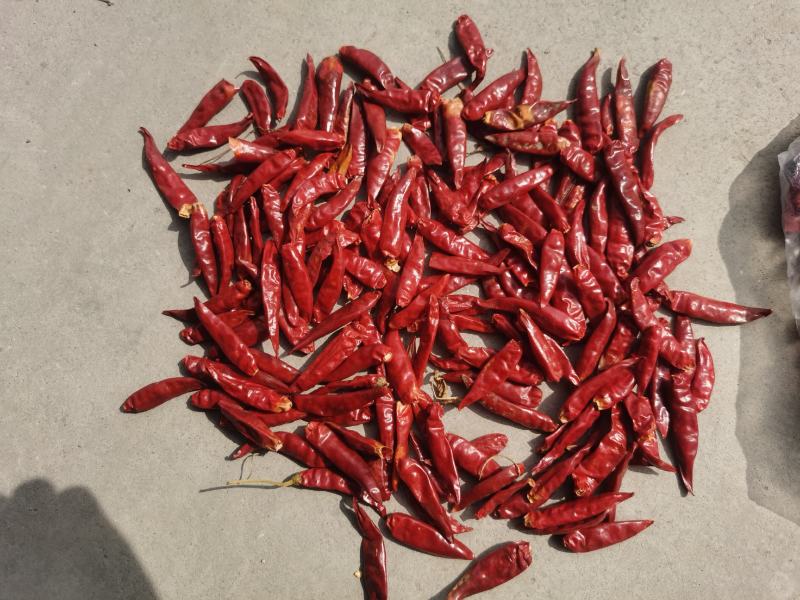 山东特产三英椒，高辣829干度质量精品货