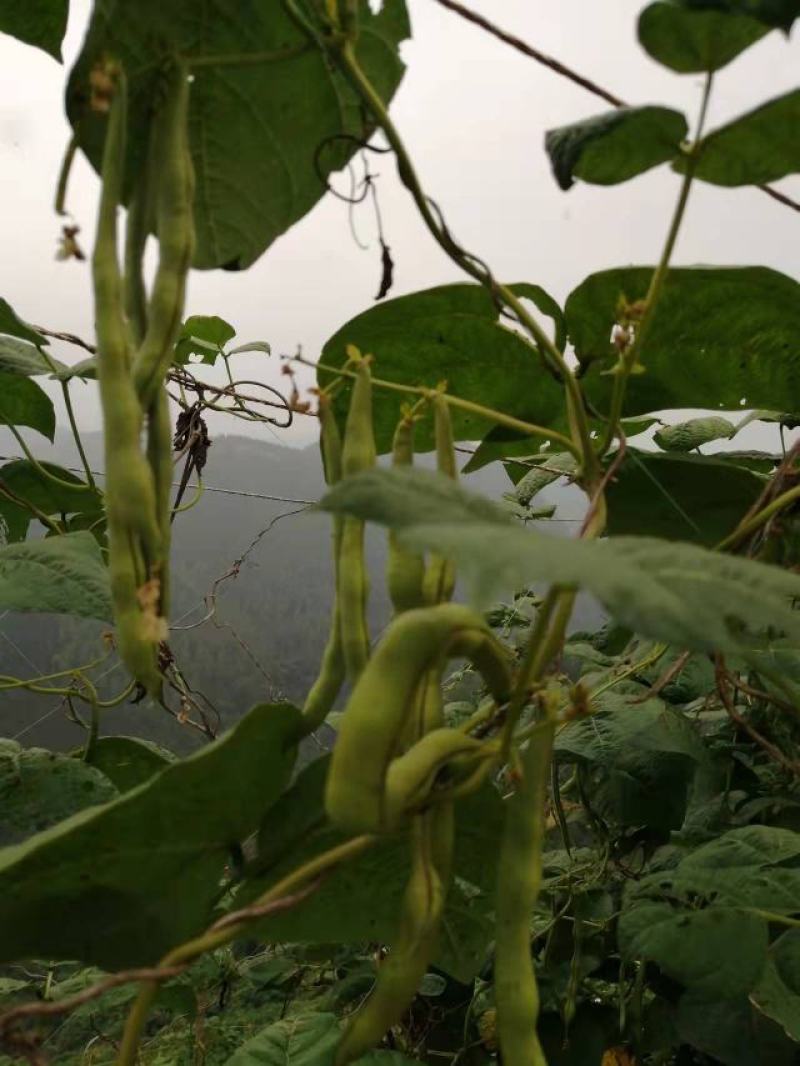 云南精品蔬菜棒豆云南肉豆四季豆无筋豆