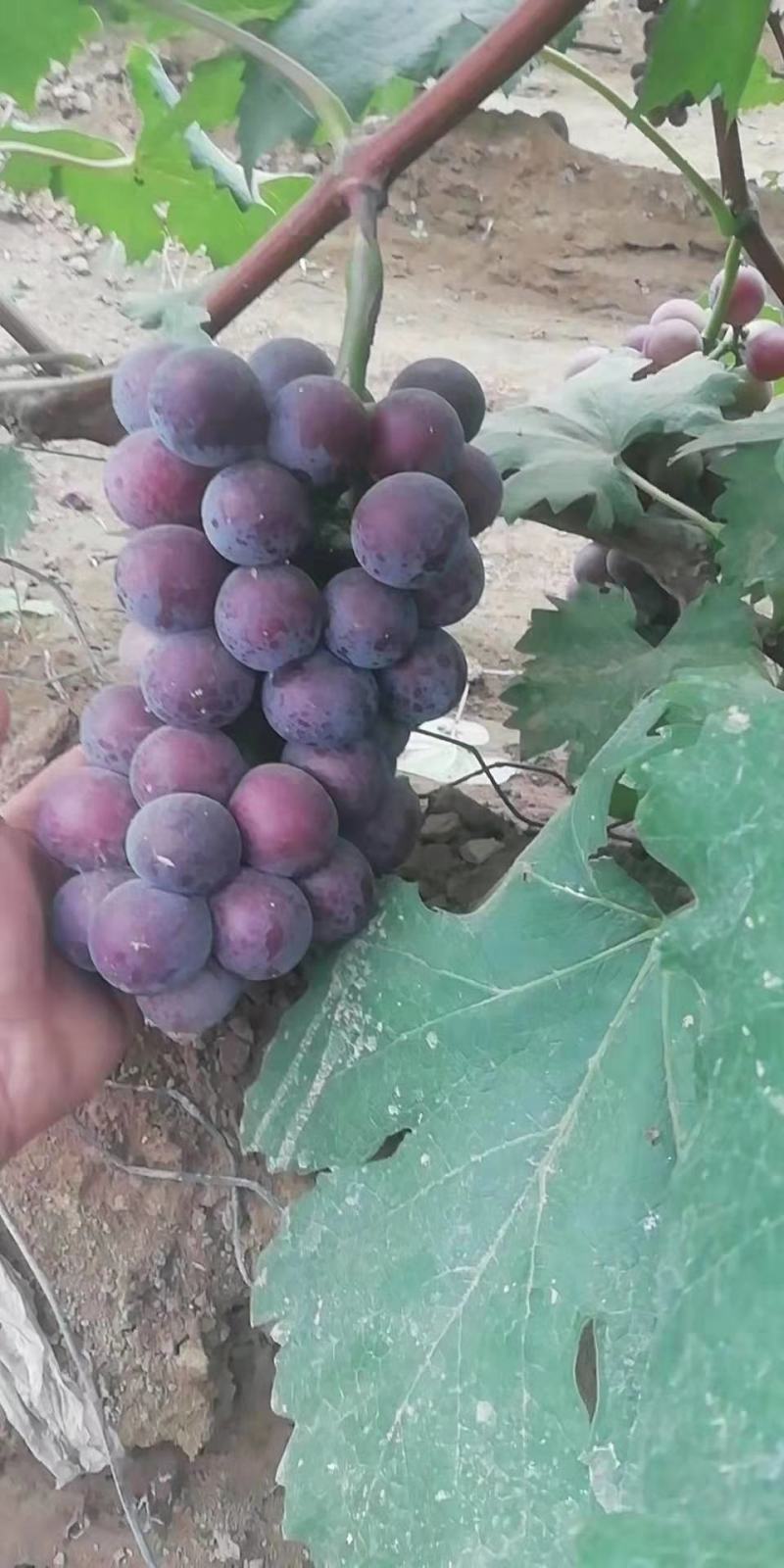 阳光葡萄苗1年苗带营养杯保纯度，量大从优