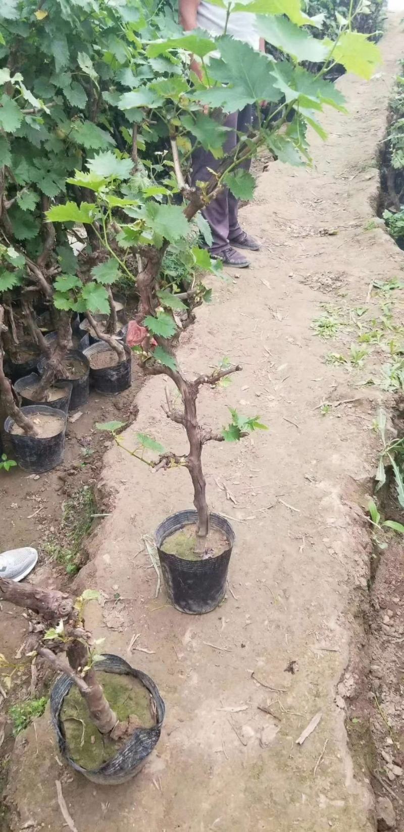 阳光葡萄苗1年苗带营养杯保纯度，量大从优