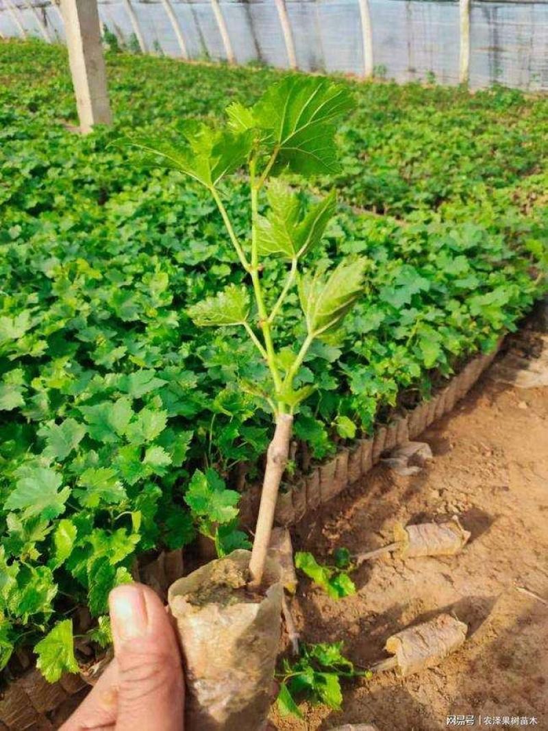 阳光葡萄苗1年苗带营养杯保纯度，量大从优