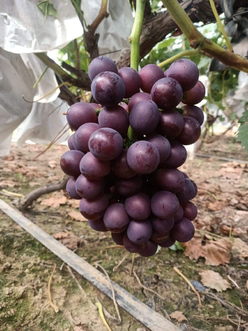 阳光葡萄苗1年苗带营养杯保纯度，量大从优