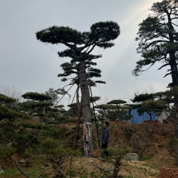 造型油松，造型古松，精品造型松，各种规格，常年供应。
