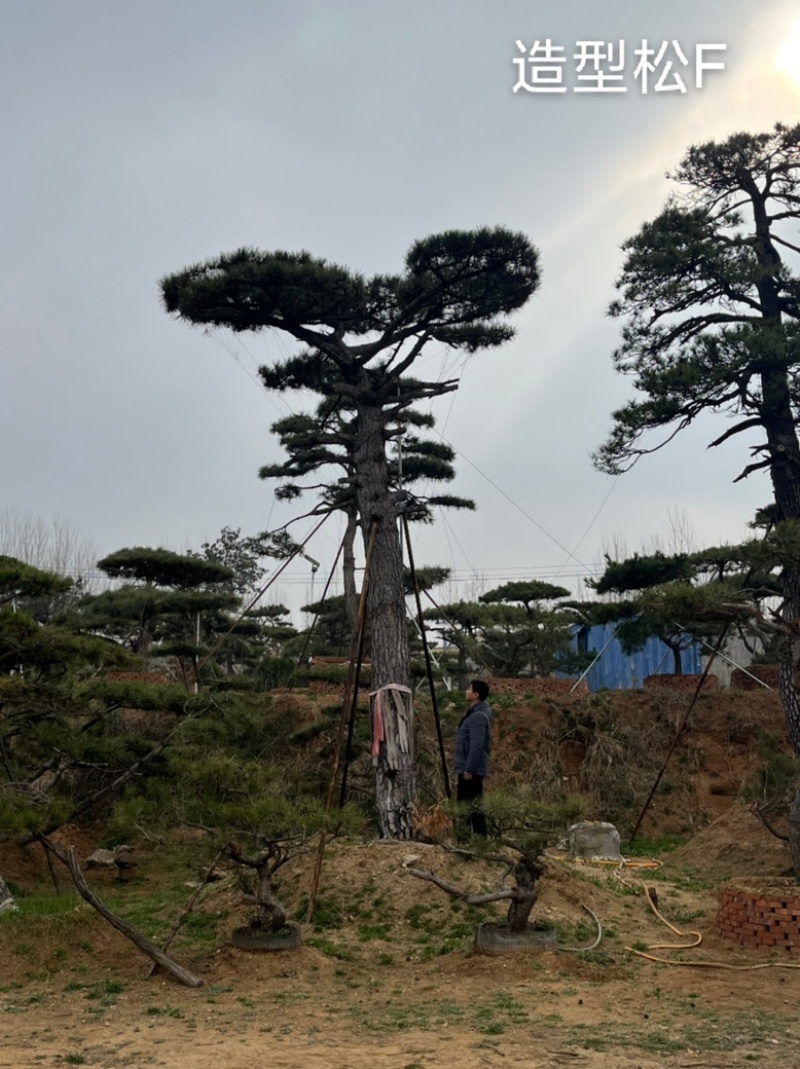 造型油松，造型古松，精品造型松，各种规格，常年供应。