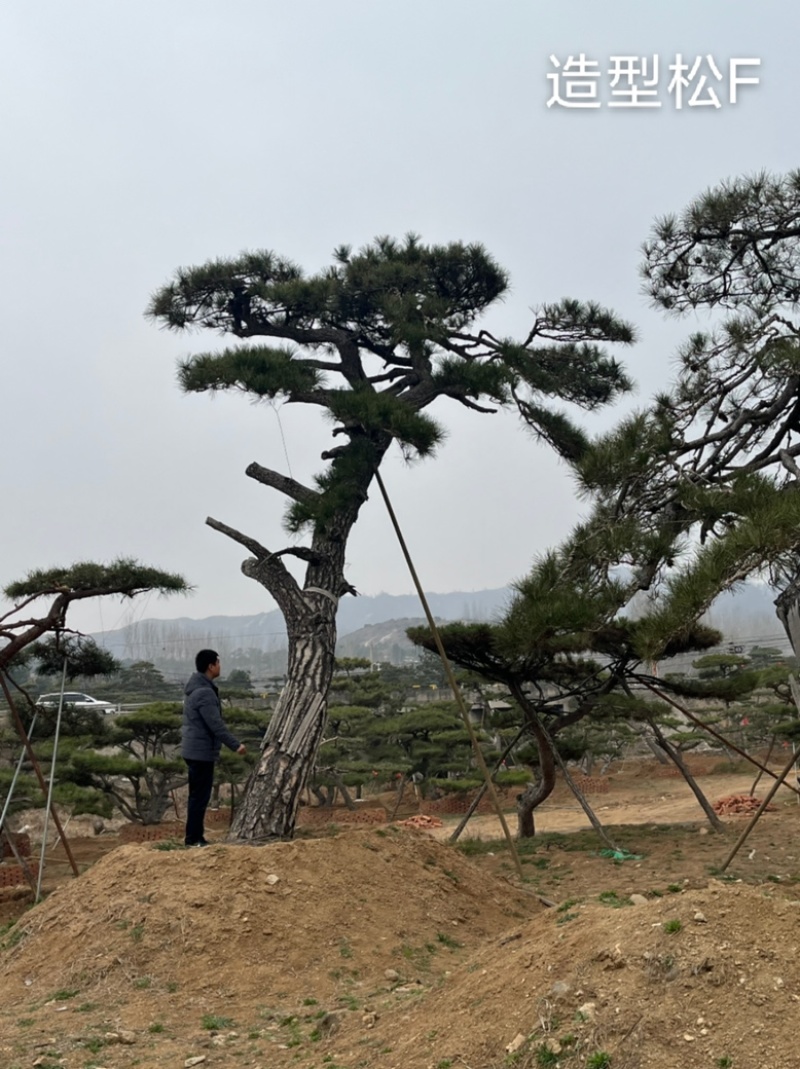 造型油松，造型古松，精品造型松，各种规格，常年供应。