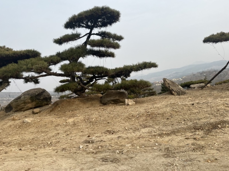 造型油松，造型古松，精品造型松，各种规格，常年供应。