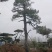 造型油松，造型古松，精品造型松，各种规格，常年供应。