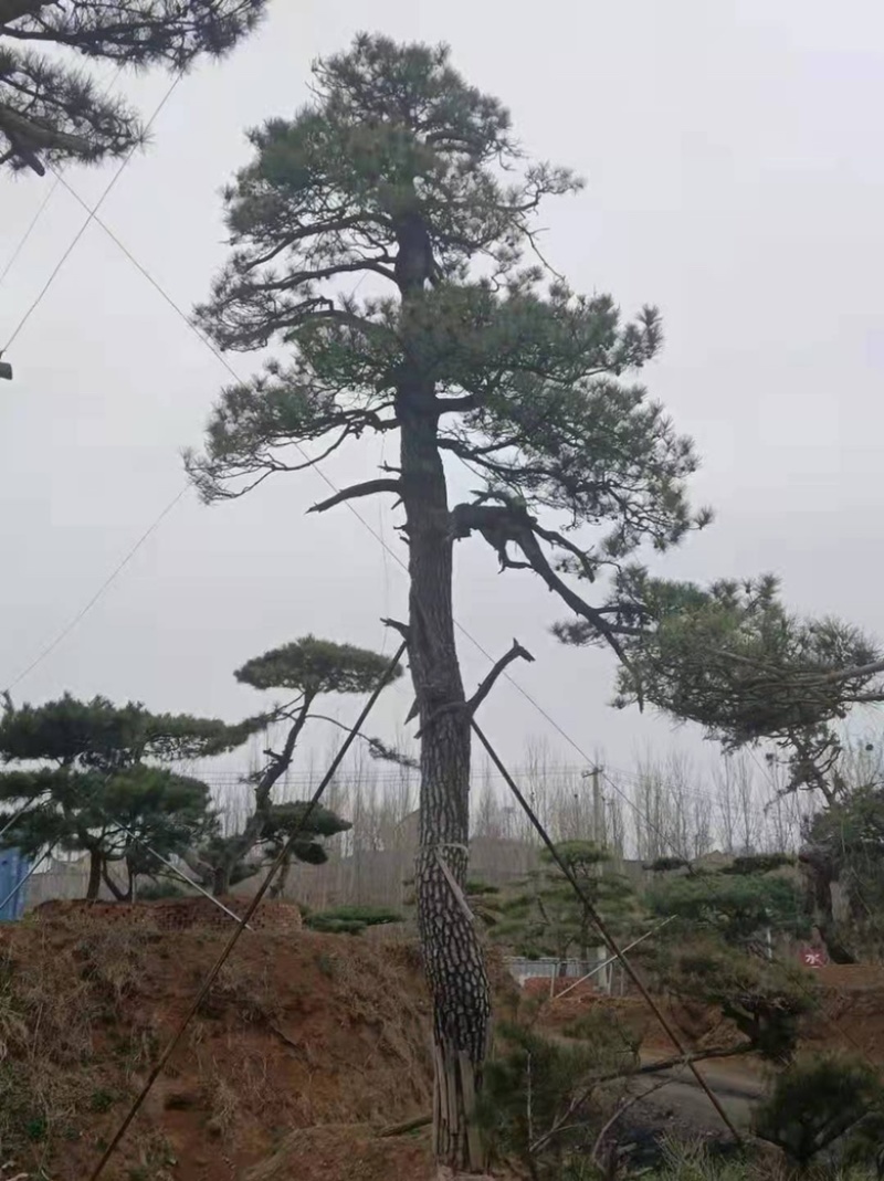 造型油松，造型古松，精品造型松，各种规格，常年供应。