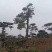 造型油松，造型古松，精品造型松，各种规格，常年供应。