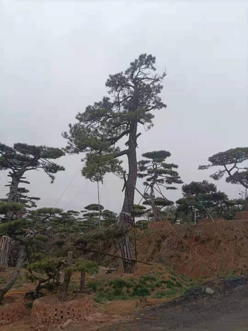 造型油松，造型古松，精品造型松，各种规格，常年供应。