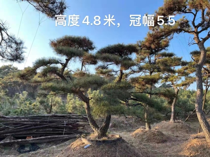 造型油松，造型古松，精品造型松，各种规格，常年供应。