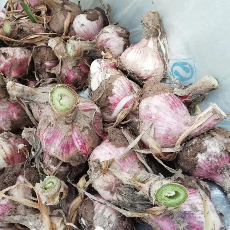 杞县早熟蒜大量上市