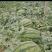 吉林公主岭西瓜大量上市，陆地直秧瓜，