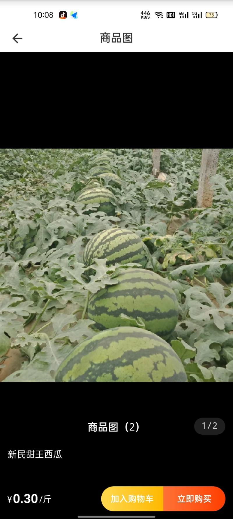吉林公主岭西瓜大量上市，陆地直秧瓜，